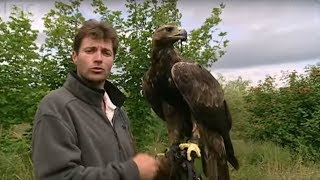 Birds eye view from Golden Eagle flight  Animal Camera  BBC Studios [upl. by Ellemac]