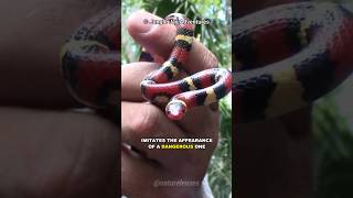 Scarlet Kingsnake  Natures Impostor [upl. by Nylarad]