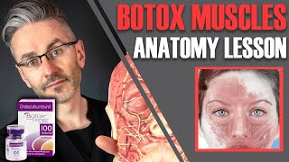 MUSCLE ANATOMY How to avoid side effects amp maximise Botox efficiency Aesthetics Mastery Show [upl. by Ynelram284]