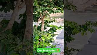 Beautiful Places Of Sonbhadra likeforlikes schoollife subscribe comment share 💐💐💐💐 [upl. by Leasa]