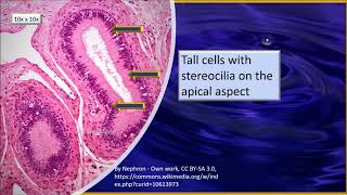 Epididymis Histology [upl. by Necaj]