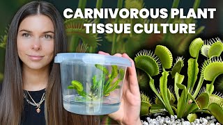 DIY Tissue Culture Carnivorous Plants [upl. by Lurleen]