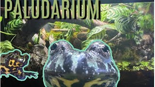 Making a PALUDARIUM For my Fire Bellied Toads with fish my first paladarium [upl. by Gombach]