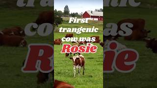 First transgenic cow Rosie education neetbiology biology neet2025 cbse neet ncert biotech [upl. by Survance]