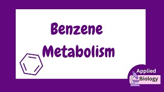 Benzene Metabolism Step by Step  Phase 1 Metabolism and Phase 2 drug Metabolism [upl. by Eilrac386]