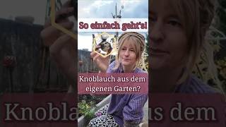 Jetzt Knoblauch stecken  für eine reiche Ernte im Sommer Balkongarten [upl. by Dranreb]