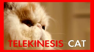 Telekinesis Cat Ep 01 [upl. by Chappy220]