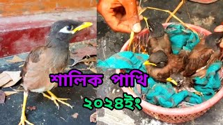 শালিক পাখিকে পোষ মানাতে নতুনদের কিছু পরামর্শ।। [upl. by Fauman988]