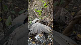 Black crowned night heron [upl. by Ahsikyw]