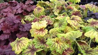 Plant color for shade gardens Coral Bells  Heuchera side by side [upl. by Brockie]