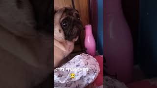 ছাদে গেলে যাবো মা 😅😂 youtube youtubeindia pug petlover pets cute youtuber doglover funny [upl. by Ivzt]