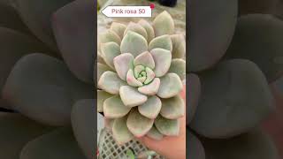 Amethystinum Rare Succulents Bought Online shortsvideo succulent succulentcollection [upl. by Einnim]