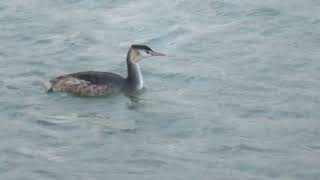 Great Crested Grebe Podiceps cristatus Fuut Stellendam ZH the Netherlands 22 Nov 2024 19 [upl. by Dviad732]