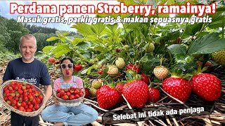 PERDANA‼️PANEN STROWBERRY MANIS SEGAR 2024 [upl. by Eamon]