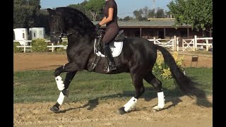 Beautiful black baroque PRE gelding [upl. by Yahsram]