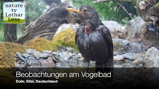 Beobachtungen am Vogelbad Dohr Eifel Deutschland [upl. by Ogirdor]