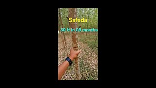 EUCALYPTUS Safeda ki kheti kaise kare shorts farming eucalyptus [upl. by Malachy]