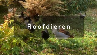 Wonen in Noorwegen  Winterbanden en Roofvogels [upl. by Sylram]