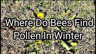 Where Do Bees Get Pollen In Winter [upl. by Auot776]