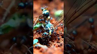 Ants feeding [upl. by Brittaney]