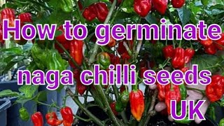 How to germinate naga chilli seeds [upl. by Sharl429]