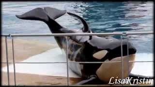 Best of Marineland Antibes  Killer Whales 2014 [upl. by Yddet]