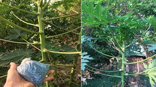 El mejor abono blaukorn para la floración de papayas modo de aplicación en el video [upl. by Vrablik]