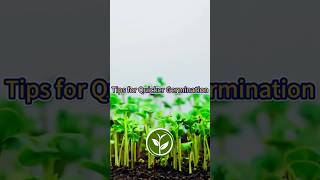 Tips for Quicker Germination shortvideo garden howto plants youtubeshorts plants viralvideo [upl. by Aliehs]