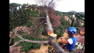 Abbattimento controllato treeclimbing cedro [upl. by Halian]