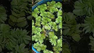 Salvinia floting plantsaquariumplantguppy aquatic plants [upl. by Freddie]