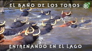 Toros de Las Monjas entrenamiento en el lago baño aéreas dron 2018  Toros desde Andalucía [upl. by Cung]