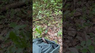 Beautiful Eastern Brown I caught in Coes Creek snakes snakevideo snakecatcher wildlife qld [upl. by Eiliab]