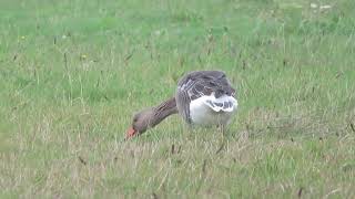 Greylag Goose Anser anser Grauwe Gans Landtong Rozenburg ZH the Netherlands 10 Nov 2024 15 [upl. by Kilk528]