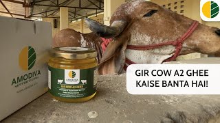 Desi Gir Cow A2 Ghee kaise banta hai Amodiva Farm pe  Gir Cow Ghee Making process [upl. by Shull848]