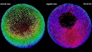 Cell Lineage Reconstruction of Zebrafish Embryo Development [upl. by Atiraj]