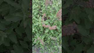 Tulsi Medicinal Plant Plant plantsgardennature shorts trending [upl. by Kroy]