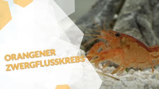 🦞Der Orangener Zwergflusskrebs CPO  ein wunderschöner Zwergkrebs für dein Aquarium [upl. by Aleka]