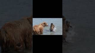 Grizzly Bear birds birdsofasia asiantravelEarth Wildlife Natures Wonders shorts [upl. by Enerol]