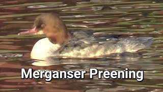 Merganser Preening [upl. by Ennylhsa]