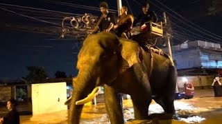 Elephants lend weight to flood relief effort in northern Thailand [upl. by Vita]