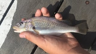 How To Catch TONS of Delaware Bay Croaker  Tutorial and Fishing [upl. by Robin449]