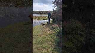 Hidden Gem in the New Forest💎 Walk round a lily pond with us 🐾 [upl. by Ailes]