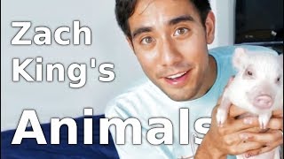 28 best Zach King Animals Magic Tricks [upl. by Neemsaj]