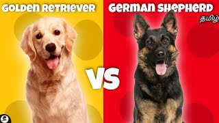 German shepherd VS Golden retriever  friendly  guarding  funny 😂 [upl. by Seilenna592]