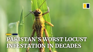 Locust invasion devastates crops as Pakistan suffers worst infestation in two decades [upl. by Lalib]