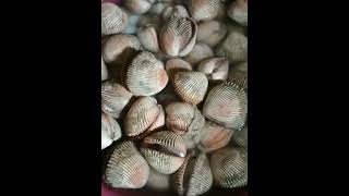 OYSTER  KERANG DARA  KERANG DARAH [upl. by Atilrac]