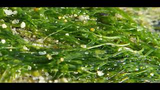 Ulva intestinalis also known by the common names gutweed and grass kelp  Greece [upl. by Caspar319]