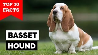 Basset Hound  Top 10 Facts [upl. by Leno]