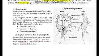 GIARDIA INTESTINALIS COURS TS LIBAN [upl. by Sirois]