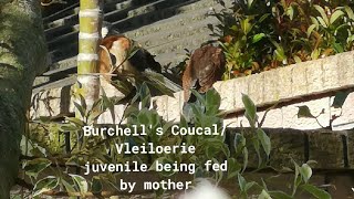 Burchells CoucalVleiloerie feeding young [upl. by Aguste]